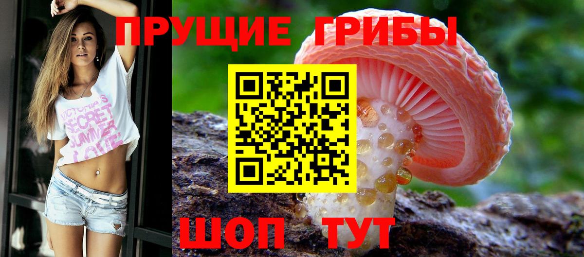 Тихорецк  Псилоцибиновые грибы прущие грибы  Вход с VPN  Псилоцибиновые грибы Psilocybine cubensis 